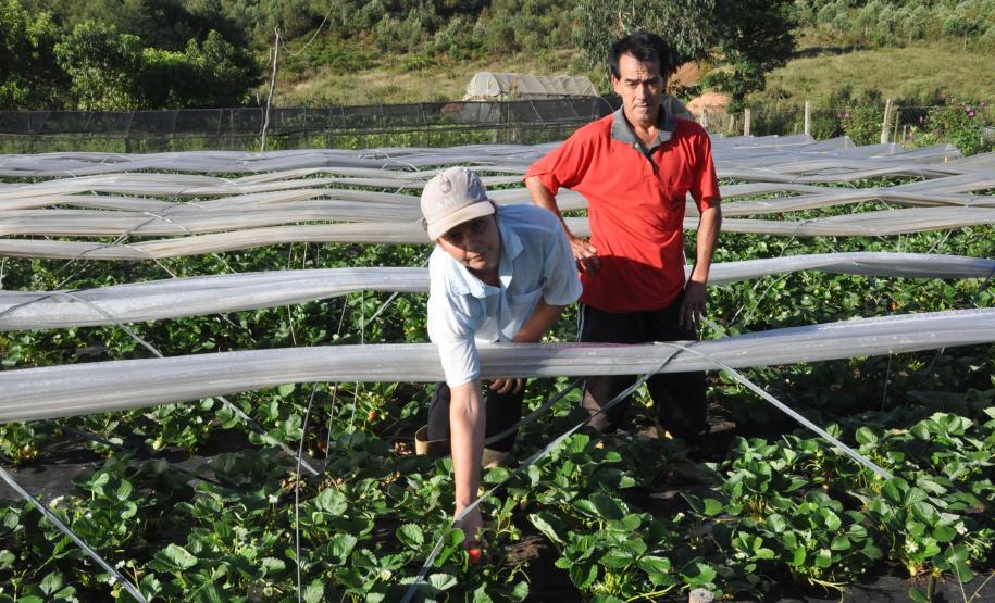 Agricultora triplica produção de morangos orgânicos com crédito da Fomento Paraná Os agricultores Neliria Huff e Valdemar Ramos, de Bituruna, no sul do estado, receberam crédito da Fomento Paraná e triplicaram a produção e colheita de morangos orgânicos.