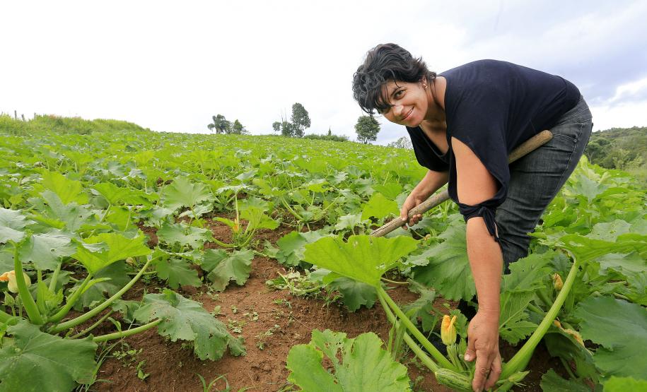 A produtora rural de Quitandinha, Sirlei Aparecida de Moura, mostra horta, cujo sistema de irrigação foi adquirido através do financiamento da FOMENTO PARANÁ.