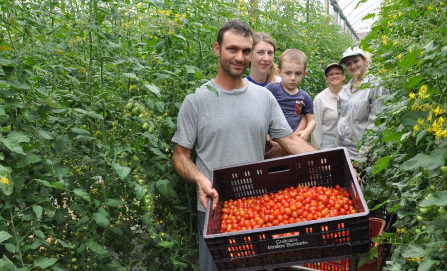 Crédito ajudou agricultores a retomar a produção após enchentes no litoral Empreendimentos afetados pelas fortes chuvas que atingiram Morretes, no litoral do estado, em março de 2011, comemoram a retomada plena das atividades a partir do crédito disponibilizado pela Fomento Paraná. Na imagem, a família do agricultor Altamir Bontorin com colheita de tomates do tipo grape.