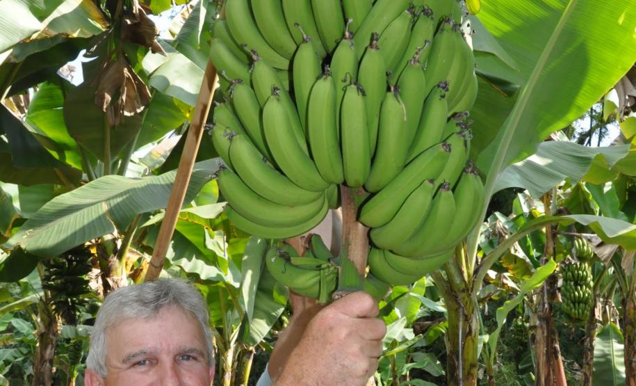 Crédito ajudou agricultores a retomar a produção após enchentes no litoral Empreendimentos afetados pelas fortes chuvas que atingiram Morretes, no litoral do estado, em março de 2011, comemoram a retomada plena das atividades a partir do crédito disponibilizado pela Fomento Paraná. Na imagem, o agricultor Wilson Simão na plantação de bananas.