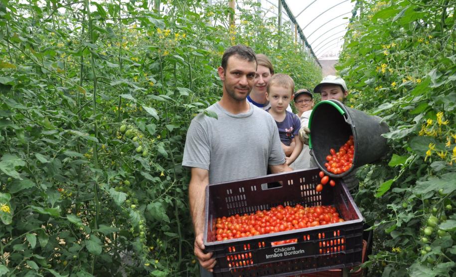 Crédito ajudou agricultores a retomar a produção após enchentes no litoral Empreendimentos afetados pelas fortes chuvas que atingiram Morretes, no litoral do estado, em março de 2011, comemoram a retomada plena das atividades a partir do crédito disponibilizado pela Fomento Paraná. Na imagem, a família do agricultor Altamir Bontorin com colheita de tomates do tipo grape.