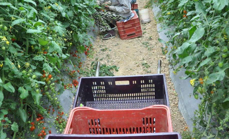 Crédito ajudou agricultores a retomar a produção após enchentes no litoral Empreendimentos afetados pelas fortes chuvas que atingiram Morretes, no litoral do estado, em março de 2011, comemoram a retomada plena das atividades a partir do crédito disponibilizado pela Fomento Paraná. Na imagem, tomates do tipo grape, plantados pela família do agricultor Altamir Bontorin.