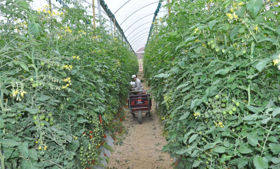 Crédito ajudou agricultores a retomar a produção após enchentes no litoral Empreendimentos afetados pelas fortes chuvas que atingiram Morretes, no litoral do estado, em março de 2011, comemoram a retomada plena das atividades a partir do crédito disponibilizado pela Fomento Paraná. Na imagem, detalhe da estufa para tomates da família do agricultor Altamir Bontorin.
