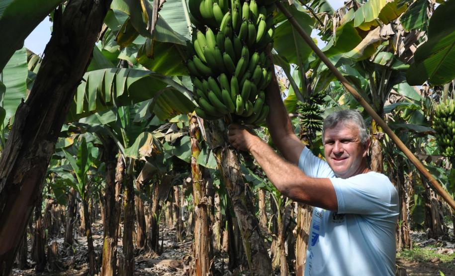 Crédito ajudou agricultores a retomar a produção após enchentes no litoral Empreendimentos afetados pelas fortes chuvas que atingiram Morretes, no litoral do estado, em março de 2011, comemoram a retomada plena das atividades a partir do crédito disponibilizado pela Fomento Paraná. Na imagem, o agricultor Wilson Simão na plantação de bananas.