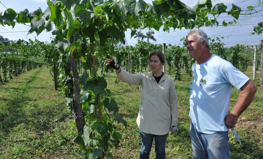 Crédito ajudou agricultores a retomar a produção após enchentes no litoral Empreendimentos afetados pelas fortes chuvas que atingiram Morretes, no litoral do estado, em março de 2011, comemoram a retomada plena das atividades a partir do crédito disponibilizado pela Fomento Paraná. Na imagem, o agricultor Wilson Simão com a engenheira agrônoma da Emater, Ruth Pires.