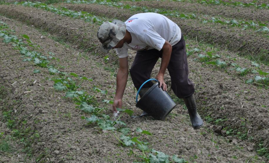 Crédito ajudou agricultores a retomar a produção após enchentes no litoral Empreendimentos afetados pelas fortes chuvas que atingiram Morretes, no litoral do estado, em março de 2011, comemoram a retomada plena das atividades a partir do crédito disponibilizado pela Fomento Paraná. Na imagem, agricultor planta sementes de legumes.
