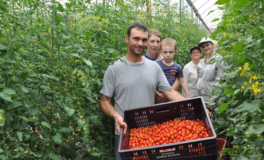 Crédito ajudou agricultores a retomar a produção após enchentes no litoral Empreendimentos afetados pelas fortes chuvas que atingiram Morretes, no litoral do estado, em março de 2011, comemoram a retomada plena das atividades a partir do crédito disponibilizado pela Fomento Paraná. Na imagem, a família do agricultor Altamir Bontorin com colheita de tomates do tipo grape.