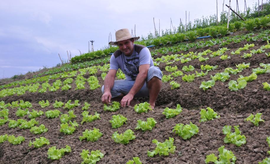 Crédito ajudou agricultores a retomar a produção após enchentes no litoral Empreendimentos afetados pelas fortes chuvas que atingiram Morretes, no litoral do estado, em março de 2011, comemoram a retomada plena das atividades a partir do crédito disponibilizado pela Fomento Paraná. Na imagem, o agricultor Ezequiel Petenusso na plantação de hortaliças.