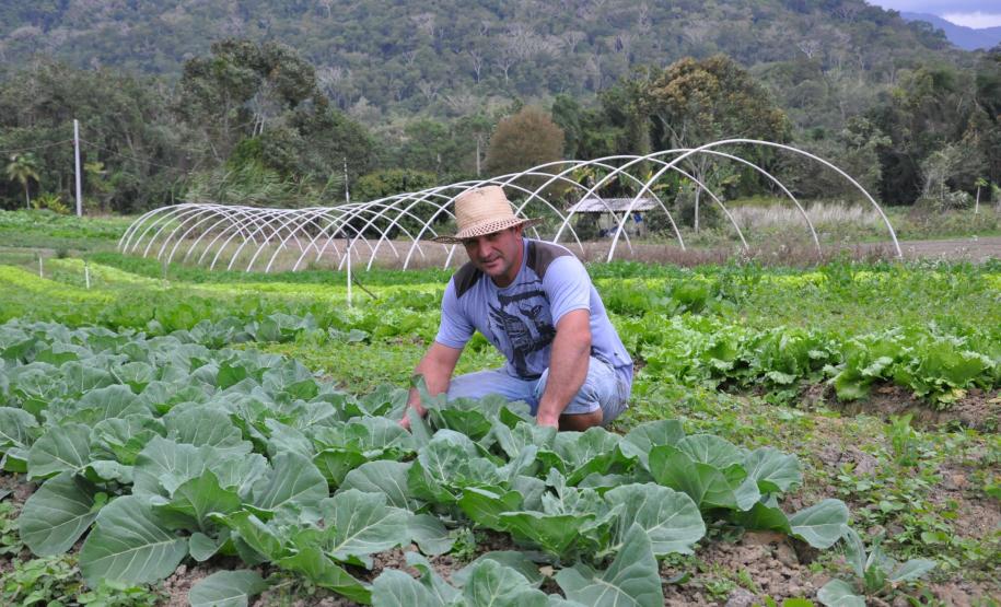 Crédito ajudou agricultores a retomar a produção após enchentes no litoral Empreendimentos afetados pelas fortes chuvas que atingiram Morretes, no litoral do estado, em março de 2011, comemoram a retomada plena das atividades a partir do crédito disponibilizado pela Fomento Paraná. Na imagem, o agricultor Ezequiel Petenusso na plantação de hortaliças.
