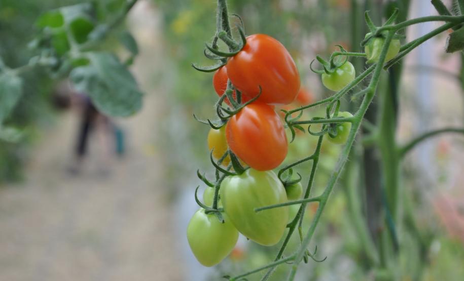 Crédito ajudou agricultores a retomar a produção após enchentes no litoral Empreendimentos afetados pelas fortes chuvas que atingiram Morretes, no litoral do estado, em março de 2011, comemoram a retomada plena das atividades a partir do crédito disponibilizado pela Fomento Paraná. Na imagem, detalhe dos tomates tipo grape, plantados pela família do agricultor Altamir Bontorin.