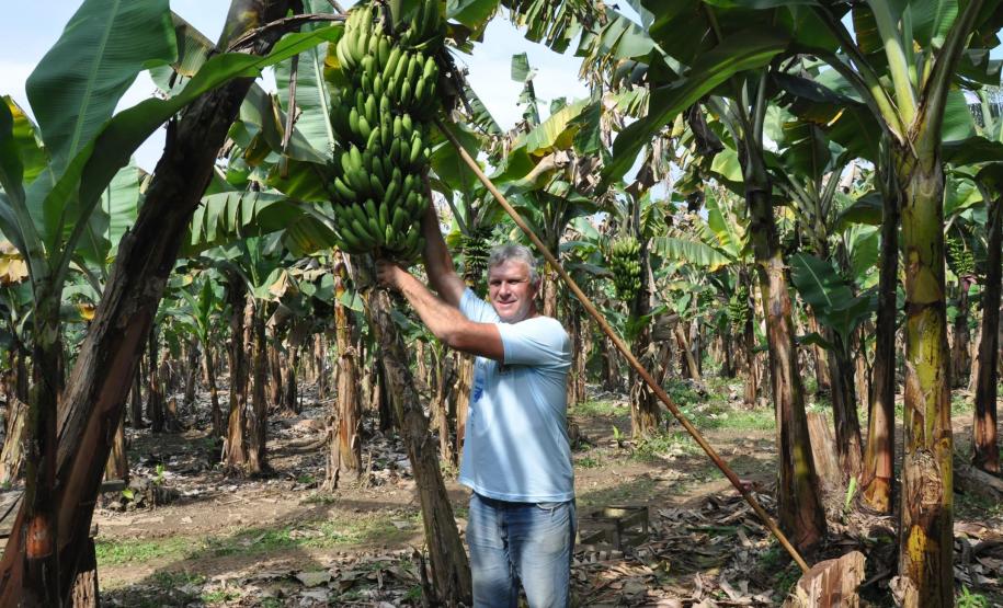 Crédito ajudou agricultores a retomar a produção após enchentes no litoral Empreendimentos afetados pelas fortes chuvas que atingiram Morretes, no litoral do estado, em março de 2011, comemoram a retomada plena das atividades a partir do crédito disponibilizado pela Fomento Paraná. Na imagem, o agricultor Wilson Simão na plantação de bananas.