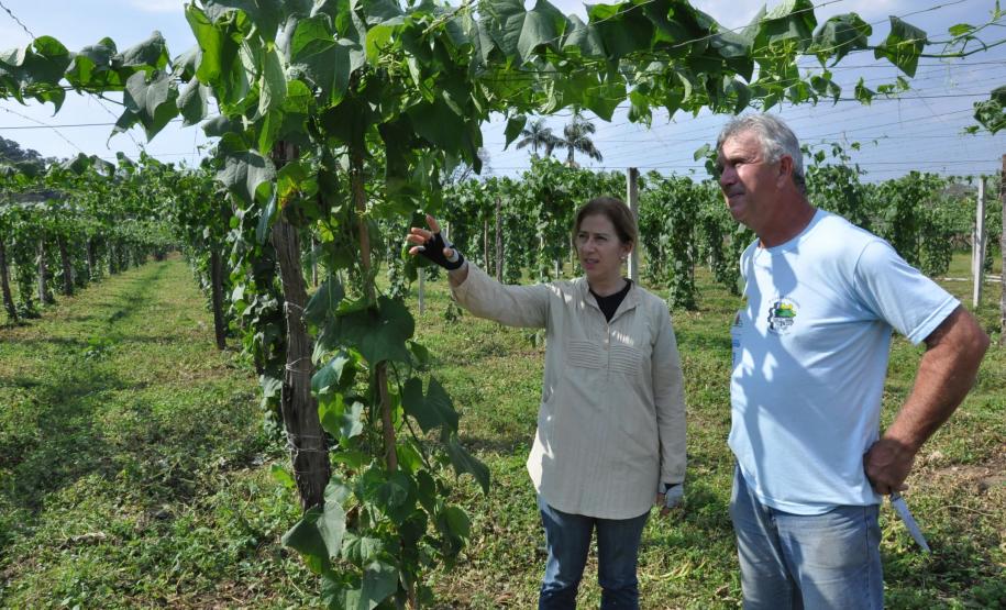 Crédito ajudou agricultores a retomar a produção após enchentes no litoral Empreendimentos afetados pelas fortes chuvas que atingiram Morretes, no litoral do estado, em março de 2011, comemoram a retomada plena das atividades a partir do crédito disponibilizado pela Fomento Paraná. Na imagem, o agricultor Wilson Simão com a engenheira agrônoma da Emater, Ruth Pires.
