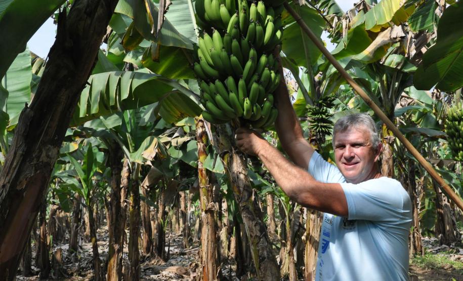 Crédito ajudou agricultores a retomar a produção após enchentes no litoral Empreendimentos afetados pelas fortes chuvas que atingiram Morretes, no litoral do estado, em março de 2011, comemoram a retomada plena das atividades a partir do crédito disponibilizado pela Fomento Paraná. Na imagem, o agricultor Wilson Simão na plantação de bananas.