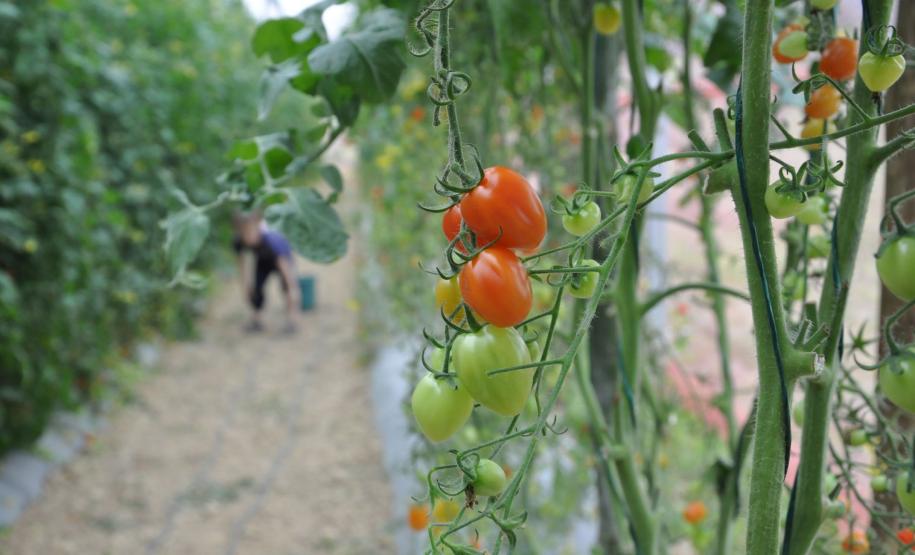 Crédito ajudou agricultores a retomar a produção após enchentes no litoral Empreendimentos afetados pelas fortes chuvas que atingiram Morretes, no litoral do estado, em março de 2011, comemoram a retomada plena das atividades a partir do crédito disponibilizado pela Fomento Paraná. Na imagem, detalhe dos tomates tipo grape plantados pela família do agricultor Altamir Bontorin.