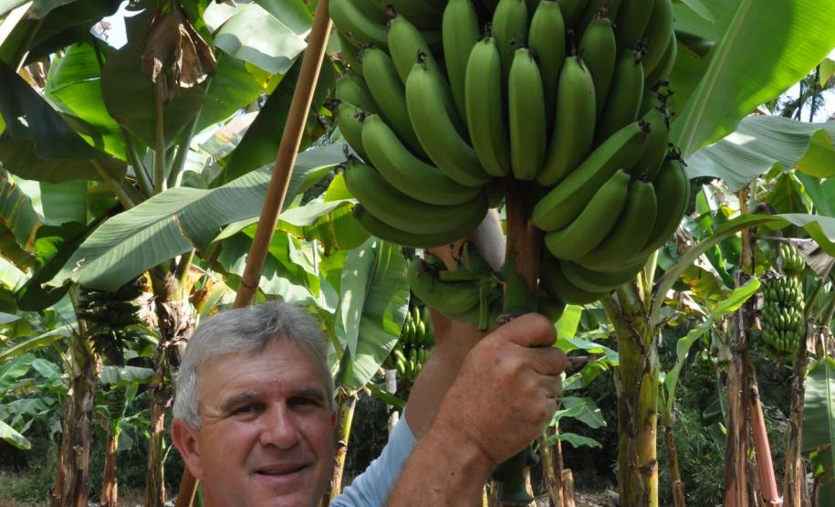 Crédito ajudou agricultores a retomar a produção após enchentes no litoral Empreendimentos afetados pelas fortes chuvas que atingiram Morretes, no litoral do estado, em março de 2011, comemoram a retomada plena das atividades a partir do crédito disponibilizado pela Fomento Paraná. Na imagem, o agricultor Wilson Simão na plantação de bananas.