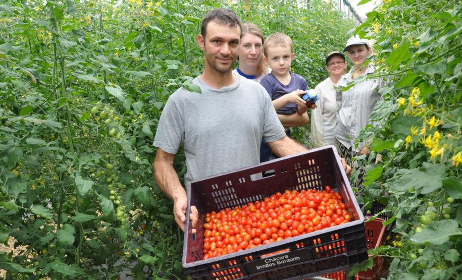 Crédito ajudou agricultores a retomar a produção após enchentes no litoral Empreendimentos afetados pelas fortes chuvas que atingiram Morretes, no litoral do estado, em março de 2011, comemoram a retomada plena das atividades a partir do crédito disponibilizado pela Fomento Paraná. Na imagem, a família do agricultor Altamir Bontorin com colheita de tomates do tipo grape.