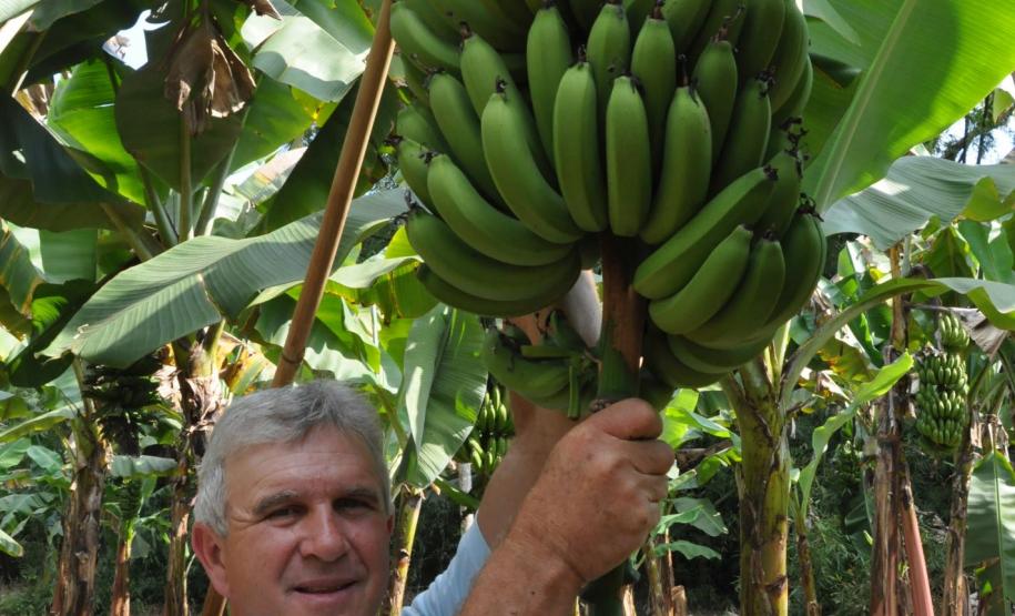 Crédito ajudou agricultores a retomar a produção após enchentes no litoral Empreendimentos afetados pelas fortes chuvas que atingiram Morretes, no litoral do estado, em março de 2011, comemoram a retomada plena das atividades a partir do crédito disponibilizado pela Fomento Paraná. Na imagem, o agricultor Wilson Simão na plantação de bananas.