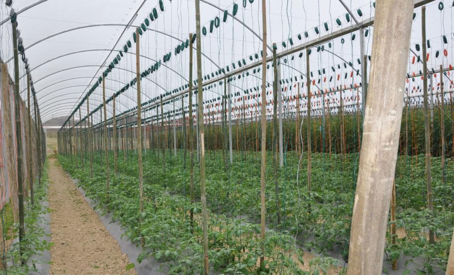 Crédito ajudou agricultores a retomar a produção após enchentes no litoral Empreendimentos afetados pelas fortes chuvas que atingiram Morretes, no litoral do estado, em março de 2011, comemoram a retomada plena das atividades a partir do crédito disponibilizado pela Fomento Paraná. Na imagem, detalhe da estufa para tomates da família do agricultor Altamir Bontorin.