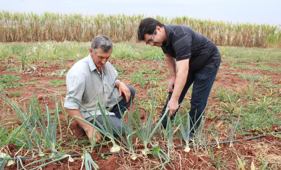 O agente de crédito e técnico da área do Trabalho e Renda José Gilson da Silva orientou os agricultores Ivanilde Desengrine e Itacir Caverzan para impantar sistema de gotejamento que aumentou a produção de frutas da propriedade em Centenário do Sul.